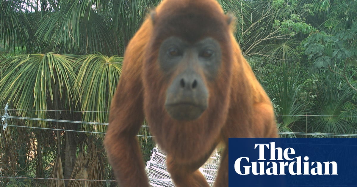 Animais cruzando: a solução simples para evitar mortes de animais na estrada na Amazônia