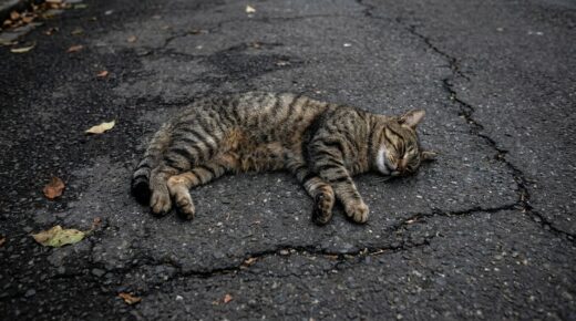 Un Chat Retombe Toujours Sur Ses Pattes Pourquoi Cette Idee Recue Tue Des Milliers De Chats Chaque Annee Featured