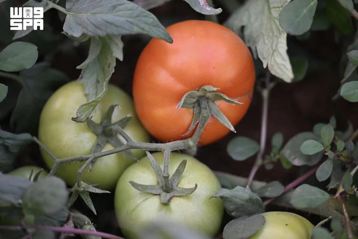 A diversidade de culturas da região de Jazan reforça os objetivos sauditas de segurança alimentar