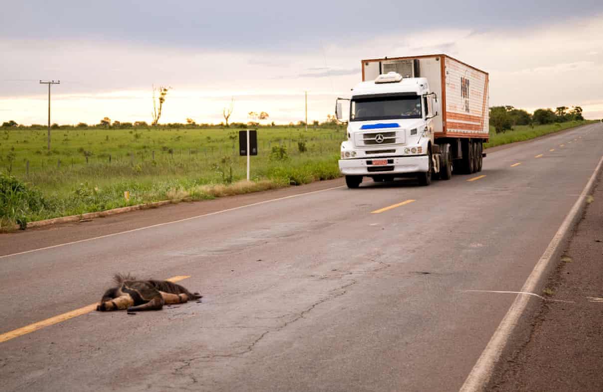 Animais cruzando: a solução simples para evitar mortes de animais na estrada na Amazônia